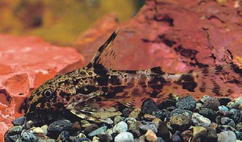 Synodontis afrofischeri = juvenile