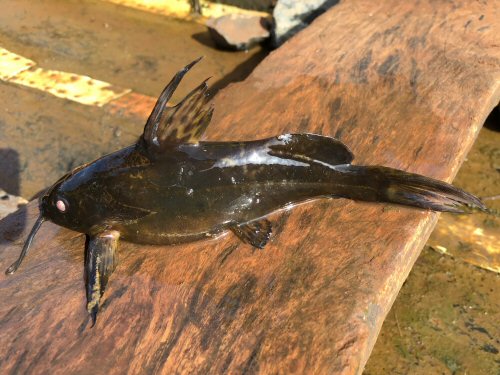 Synodontis afrofischeri = Victoria Nile, North Buganda Province, Uganda