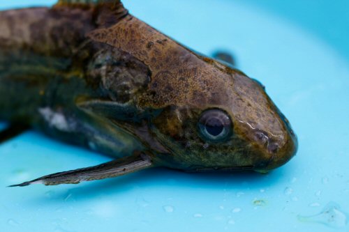 Synodontis afrofischeri - Head view-Uvinza, Tanzania