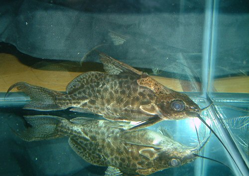 Synodontis alberti