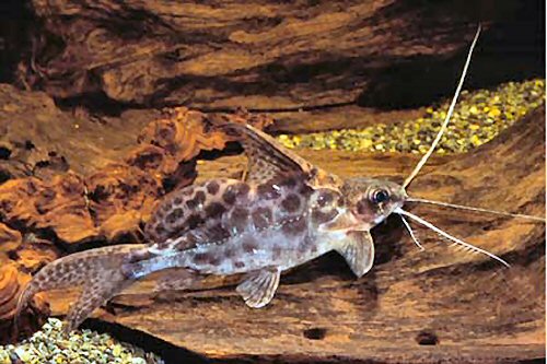 Synodontis alberti