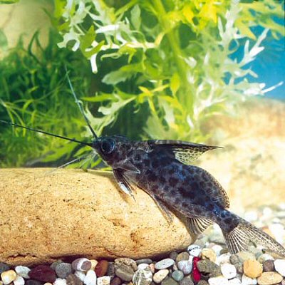 Synodontis alberti