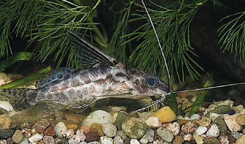 Synodontis alberti