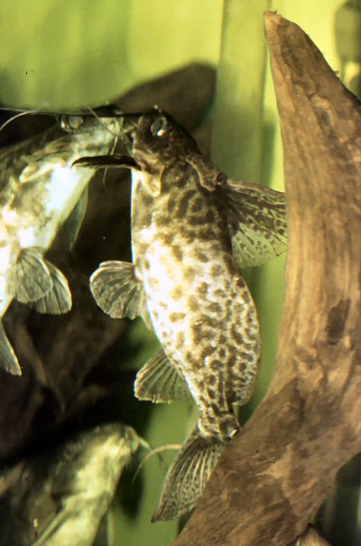 Synodontis alberti