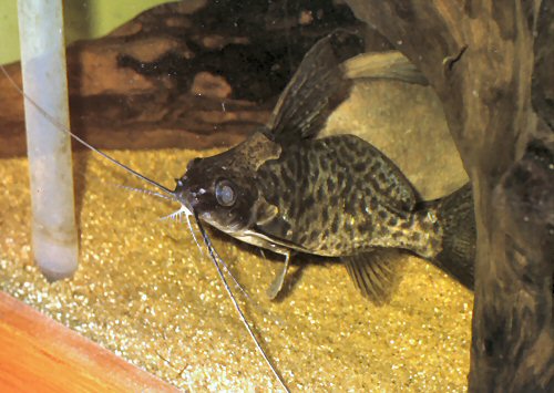 Synodontis alberti = showing barbels