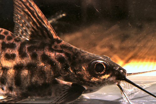 Synodontis alberti = showing the large eye