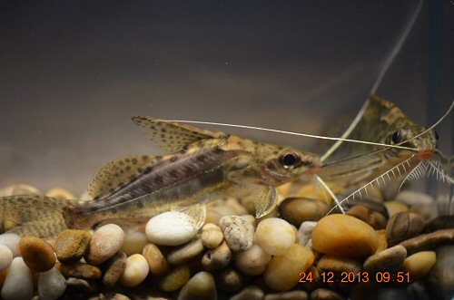 Synodontis alberti