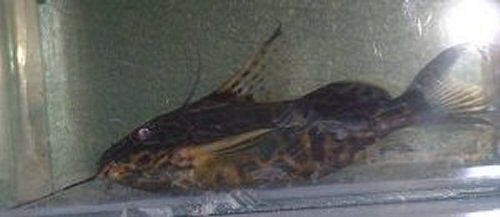 Synodontis albolineata