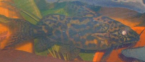 Synodontis albolineata