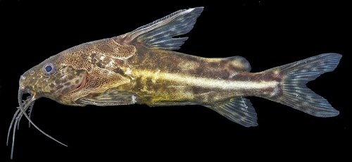 Synodontis albolineatus = Invido river, Gabon