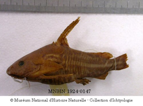 Synodontis albolineatus = Specimen MNHN-IC-1924-0147, holotype