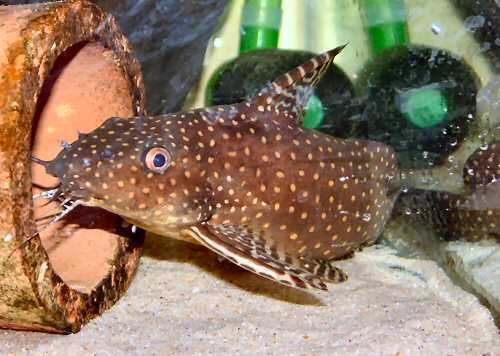 Synodontis angelicus