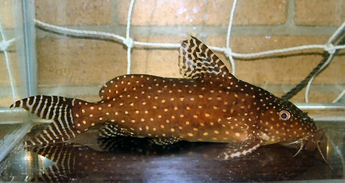 Synodontis angelicus