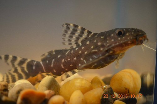 Synodontis angelicus = juvenile