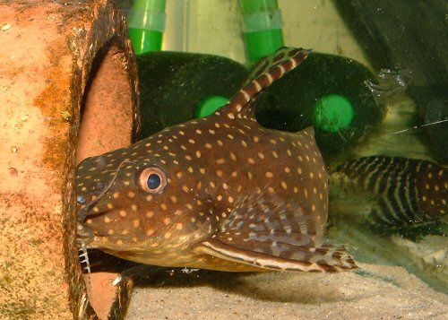 Synodontis angelicus