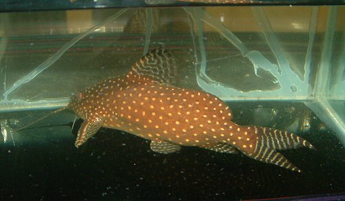 Synodontis angelicus