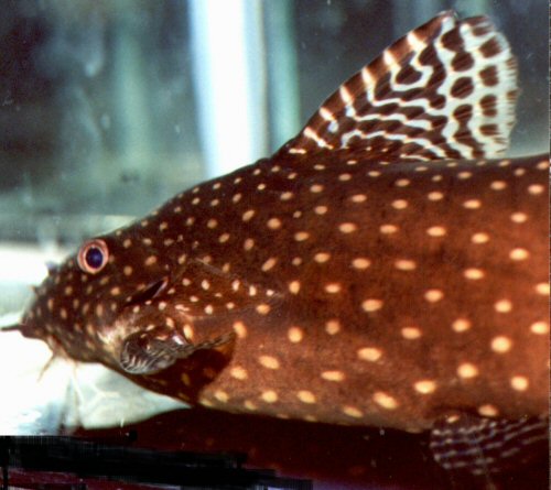 Synodontis angelicus