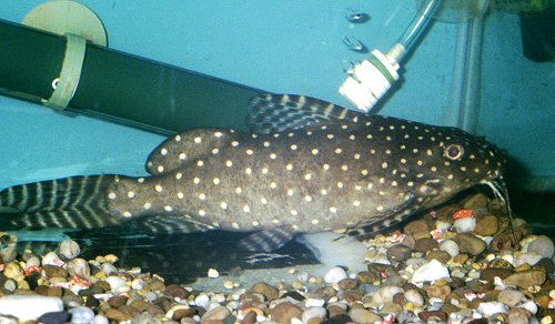 Synodontis angelicus