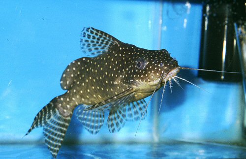 Synodontis angelicus