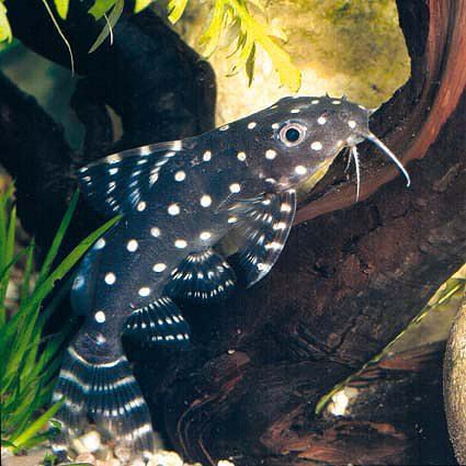 Synodontis angelicus