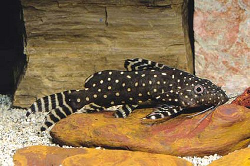 Synodontis angelicus