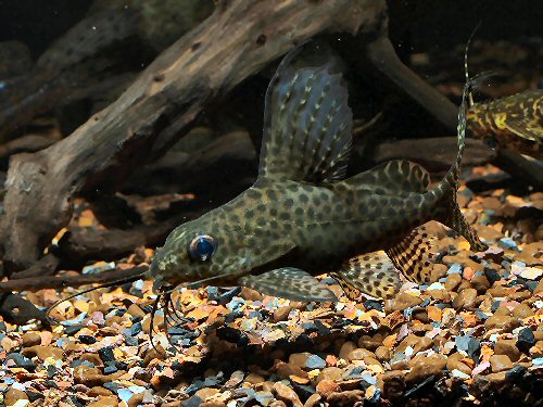 Synodontis ansorgii = Juvenile pattern 8cm. S.L.