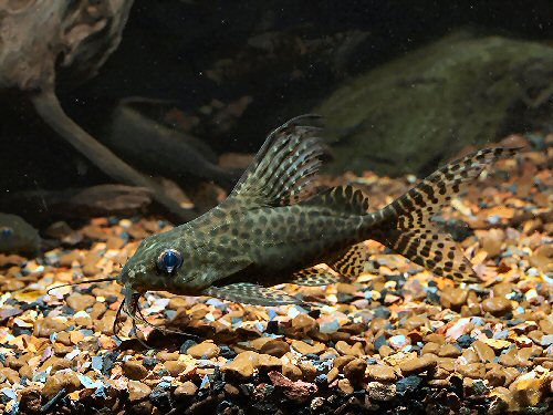 Synodontis ansorgii