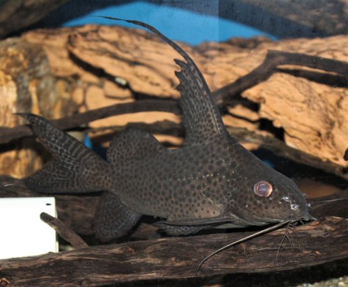 Synodontis ansorgii