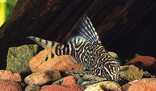 Synodontis eupterus  = juvenile