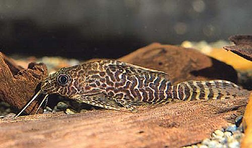 Synodontis eupterus = juvenile