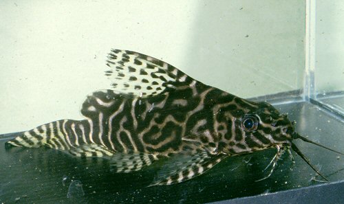 Synodontis aterrimus