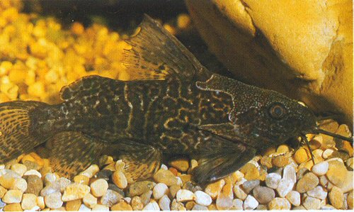 Synodontis aterrimus