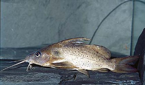 Synodontis bastiani