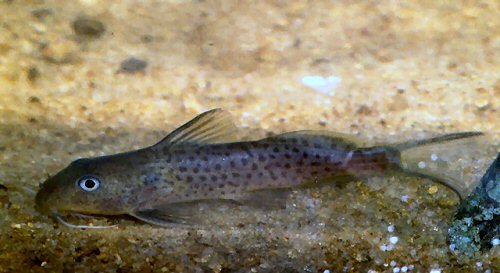 Synodontis bastiani = juvenile 2004.