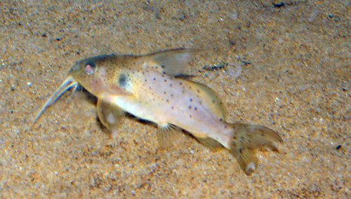 Synodontis bastiani