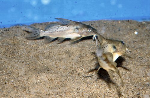 Synodontis bastiani