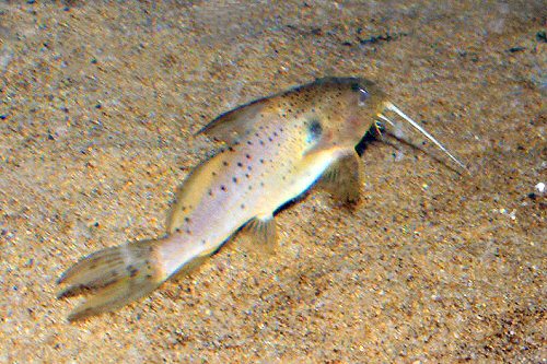 Synodontis bastiani