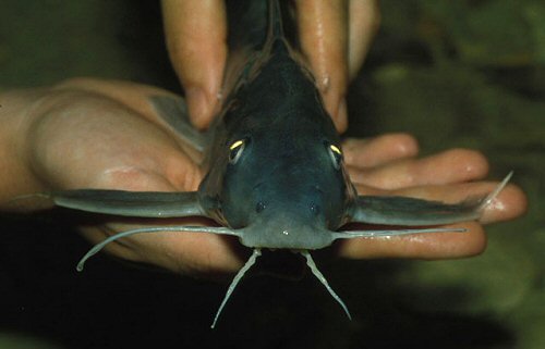 Synodontis bastiani = Head view . 2005