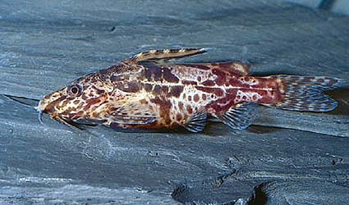 Synodontis batesii