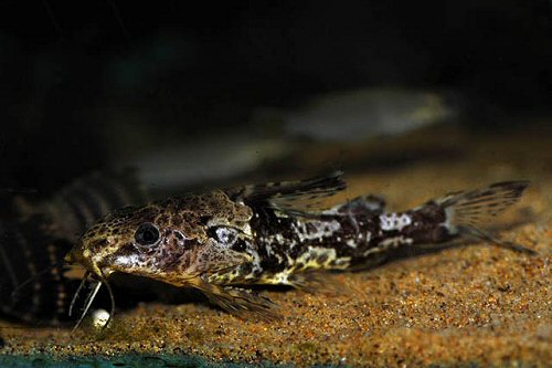 Synodontis batesii