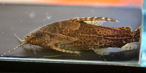 Synodontis batesii