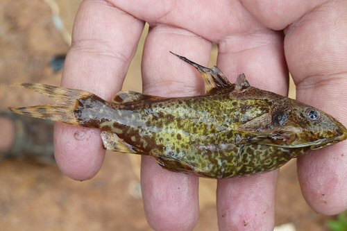 Synodontis batesii = From the Upper Ogooué