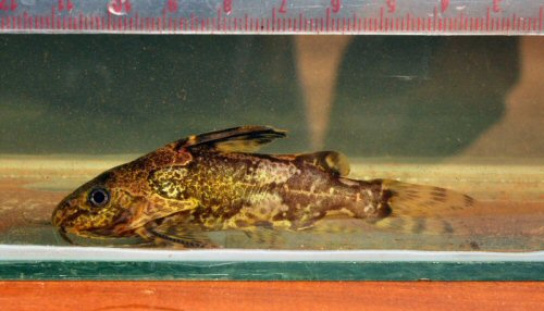 Synodontis batesii = Ogooué drainage, Gabon