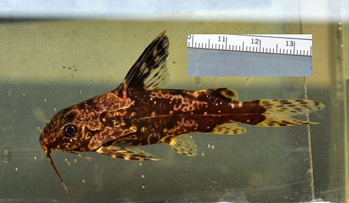 Synodontis batesii = Ogooué drainage, Gabon