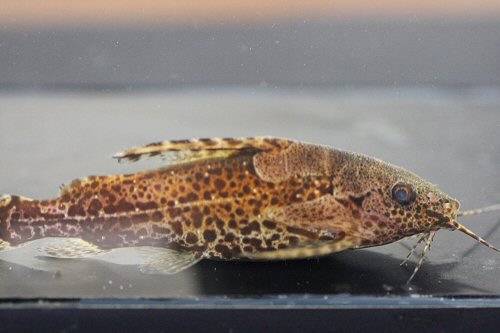 Synodontis batesii