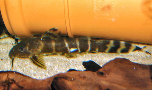 Synodontis brichardi