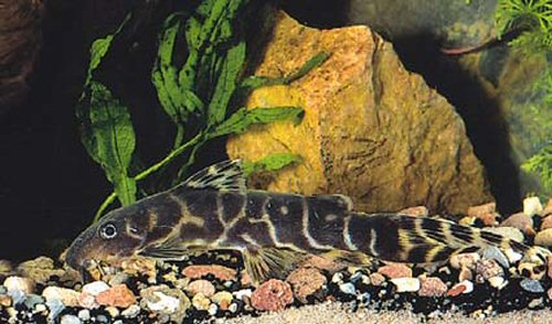 Synodontis brichardi