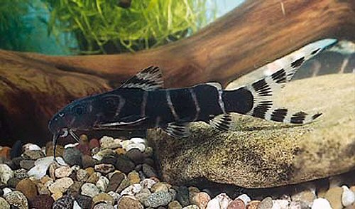 Synodontis brichardi