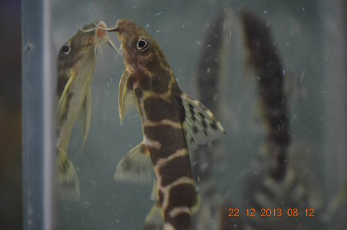 Synodontis brichardi