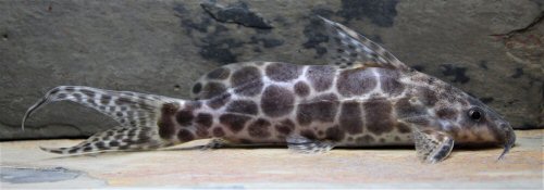 Synodontis camelopardalis